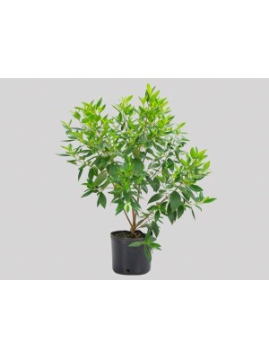 Vaso de Plantio P20 Preto Plástico Resistente para Jardins, Hortas e Paisagismo